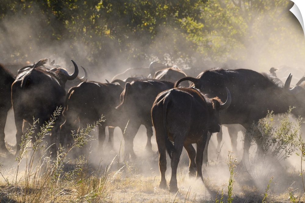 African buffalo (Cape Buffalo) (Syncerus caffer), Bushman Plains, Okavango Delta, Botswana, Africa