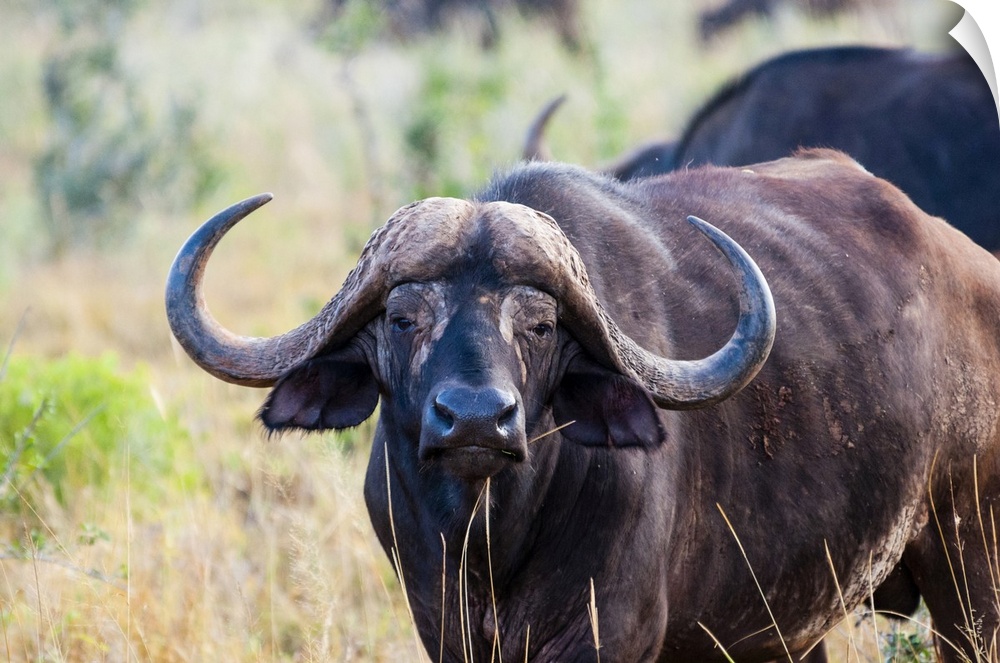 African Buffalo (Syncerus caffer), Taita Hills Wildlife Sanctuary, Kenya, East Africa, Africa