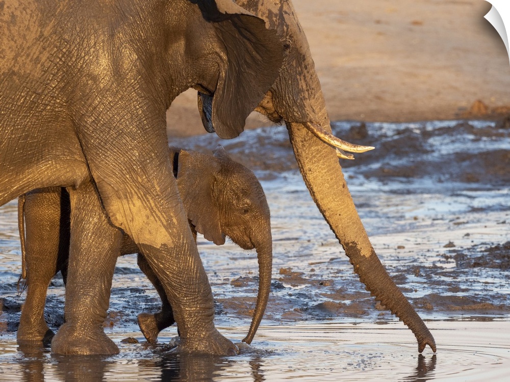 African bush elephant mother and calf (Loxodonta africana), at a watering hole in Hwange National Park, Zimbabwe, Africa