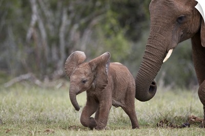 African Elephant Baby And Mother, Addo Elephant National Park, South Africa