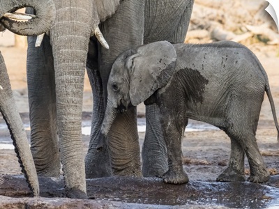 African Elephant, Calf Drinking At Watering Hole In The Okavango Delta, Botswana, Africa