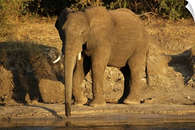 African elephant drinking, Zambesi River, Victoria Falls National Park, Zimbabwe