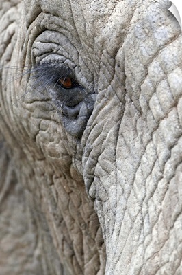 African elephant eye, Imfolozi Game Reserve, South Africa, Africa