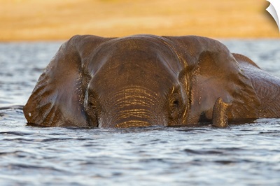 African Elephant In Water, Chobe River, Botswana