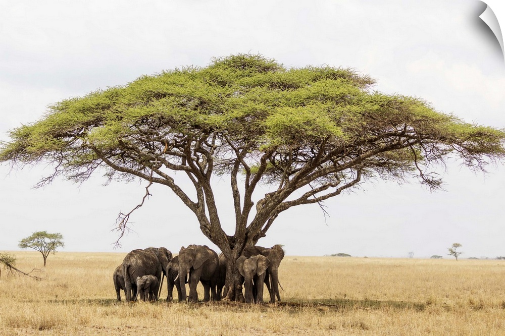 African elephant (Loxodonta africana) sheltering from the heat under a tree canopy, Serengeti National Park, UNESCO World ...
