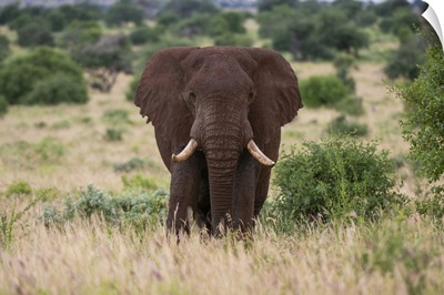 African Elephant, Tsavo, Kenya