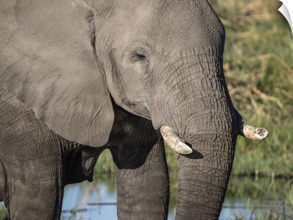 African elephant (Loxodonta africana), tusk detail in Chobe National Park, Botswana, Africa