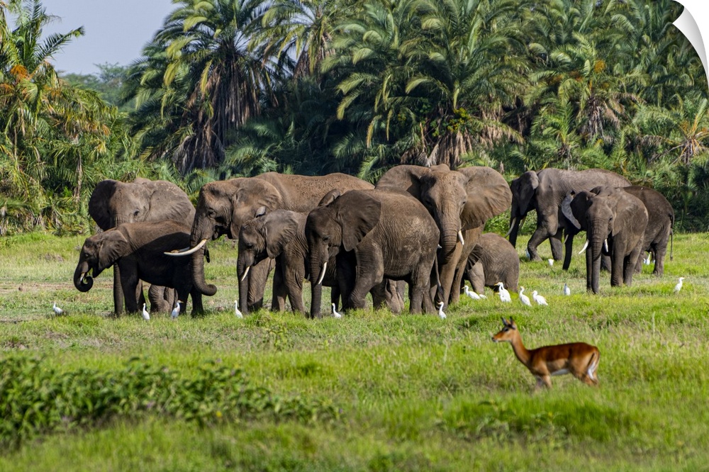 African elephants (Loxodonta), Amboseli National Park, Kenya, East Africa, Africa