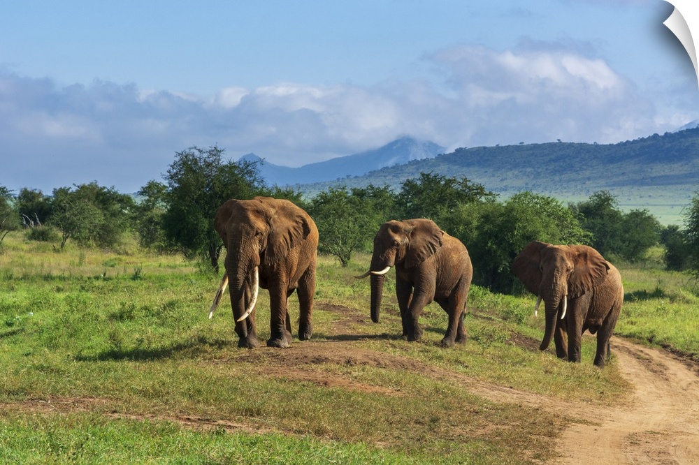 African elephants (Loxodonta africana), Lualenyi, Tsavo Conservation Area, Kenya, East Africa, Africa
