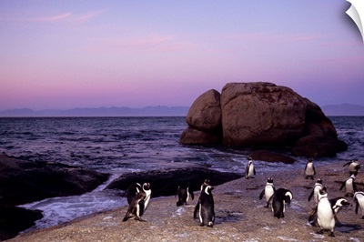 African penguins, Cape Town, Africa
