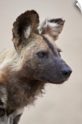 African wild dog, Kruger National Park