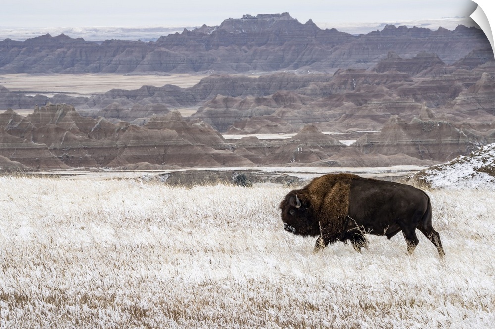 American Bison (Bison Bison) walking in the snow in the Badlands, Badlands National Park, South Dakota, United States of A...