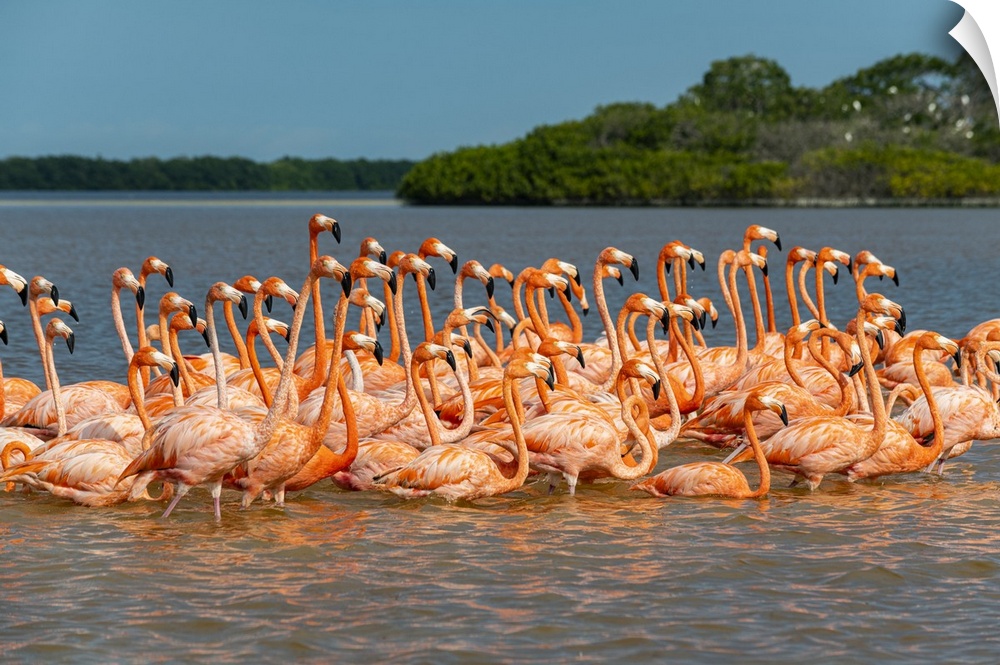 American flamingo (Phoenicopterus ruber), Rio Celestun UNESCO Biosphere Reserve, Yucatan, Mexico, North America