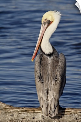 American White Pelican, Sonny Bono Salton Sea National Wildlife Refuge, California