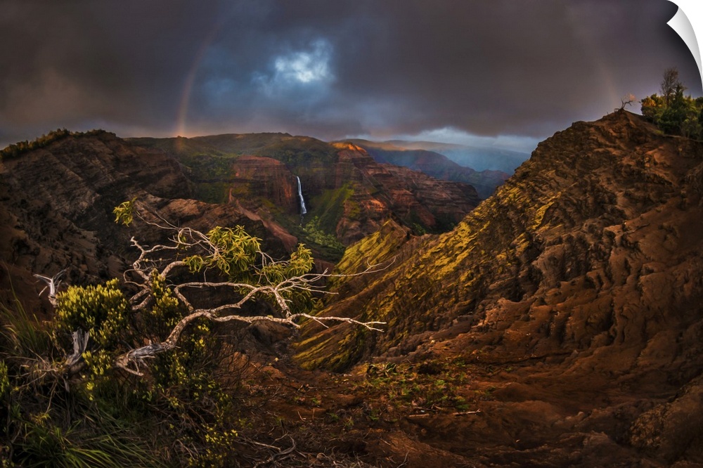 An Acacia Koa tree reaches out over the Waimea Canyon as a faint sunset rainbow stretches over Waipo'o Falls, Kauai, Hawai...