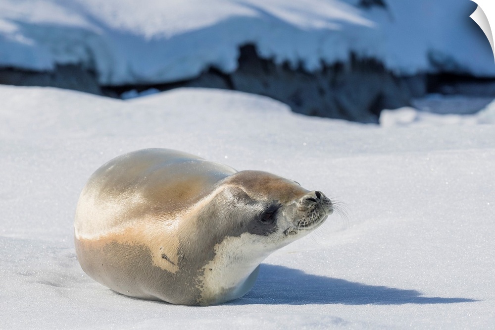 An adult crabeater seal (Lobodon carcinophaga), hauled out on sea ice in the Useful Islands, Gerlache Strait, Antarctica, ...