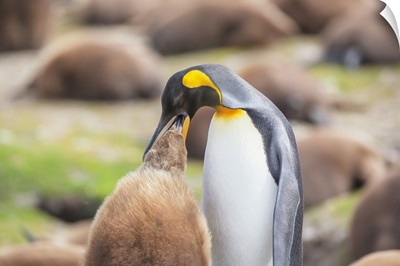 An Adult King Penguin Feeding Its Chick, East Falkland, Falkland Islands