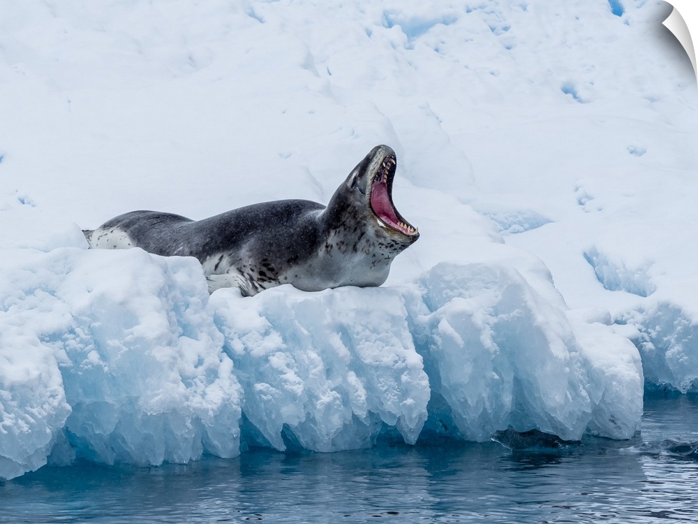 An adult leopard seal (Hydrurga leptonyx), hauled out on ice in Cierva Cove, Antarctica, Polar Regions
