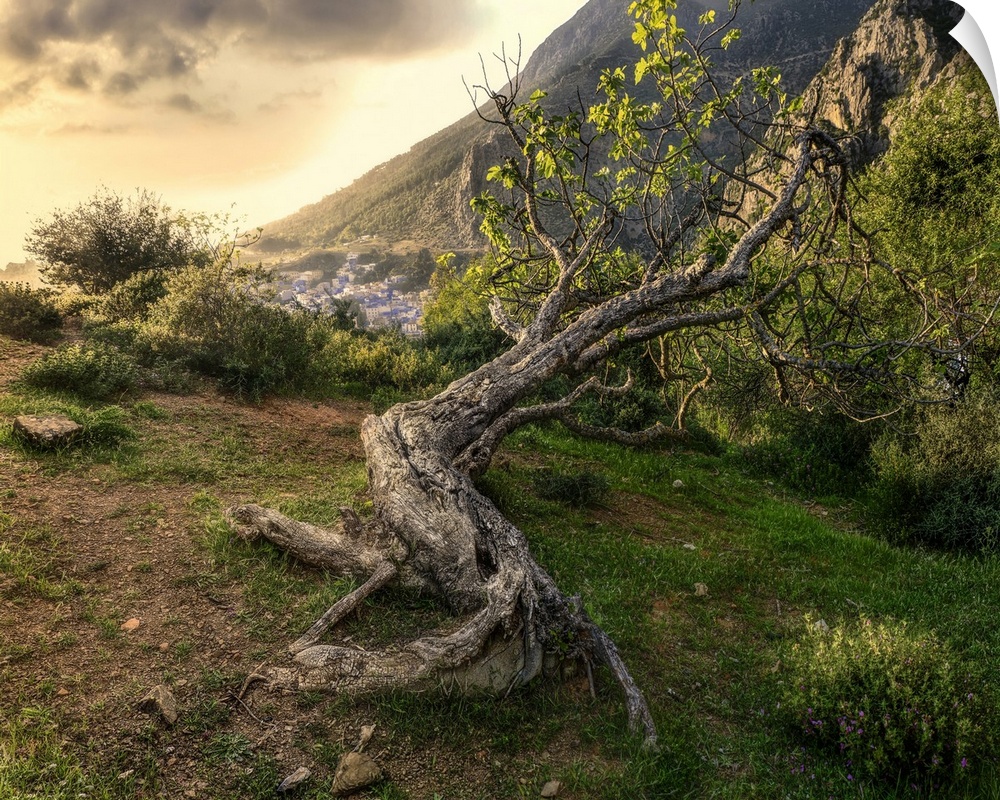 An ancient tree lying on a hillside above Chefchaouen, Morocco, North Africa, Africa