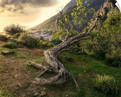 An Ancient Tree Lying On A Hillside Above Chefchaouen, Morocco, North Africa