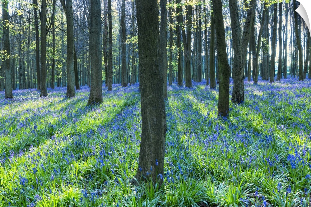 Ancient bluebell woodland in spring, Dockey Wood, Ashridge Estate, Berkhamsted, Hertfordshire, England, United Kingdom, Eu...