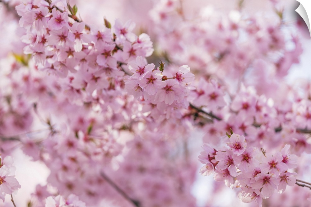 Cherry blossom, Takato, Nagano Prefecture, Honshu, Japan, Asia
