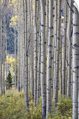 Aspen grove with early fall colors, Maroon Lake, Colorado