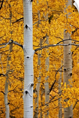 Aspen trunks among yellow leaves, Colorado, USA