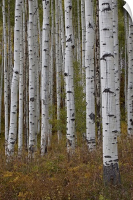 Aspen trunks in the fall, White River National Forest, Colorado