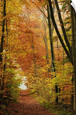 Autumn forest in the Neckar valley, Baden-Wurttemberg, Germany