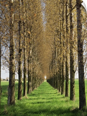 Avenue of trees, Haute Normandie (Normandy), France, Europe