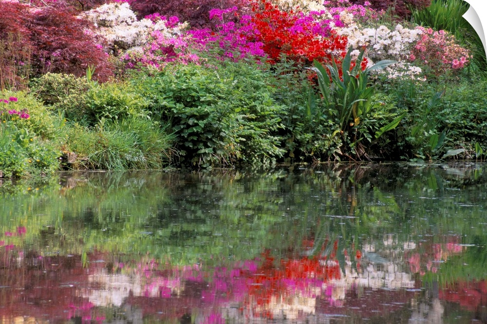 Azaleas in bloom reflected in still water