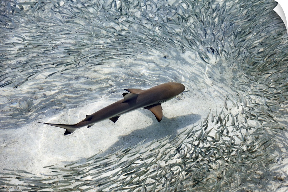 Baby black-tip reef shark being surrounded by a school of silver sprats in a shallow lagoon, Maldives, Indian Ocean, Asia