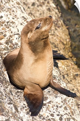 Baby harbor seal, Child's Beach, La Jolla, near San Diego, California, USA