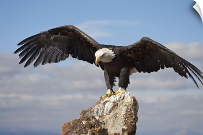 Bald eagle perched with spread wings, Boulder County, Colorado