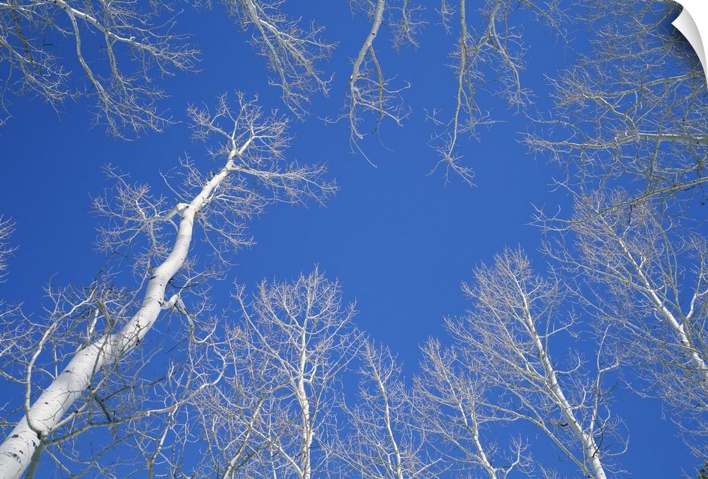 Bare aspen trees against a blue sky in the Dixie National Forest, Utah