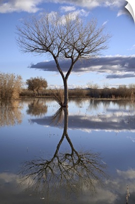 Bare tree reflected in a floodplain, Bosque del Apache, New Mexico