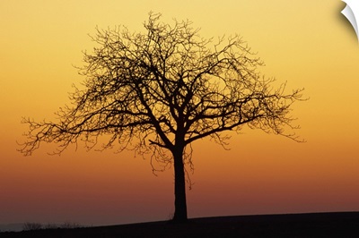 Bare tree silhouetted at dawn, Dordogne, France, Europe