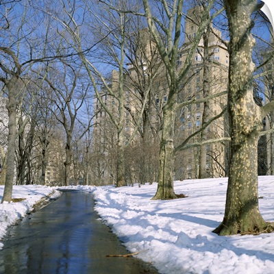 Bare trees and snow in winter in Central Park, Manhattan, New York City, NY, USA