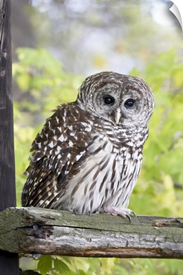 Barred owl on fence, in captivity, Boulder County, Colorado