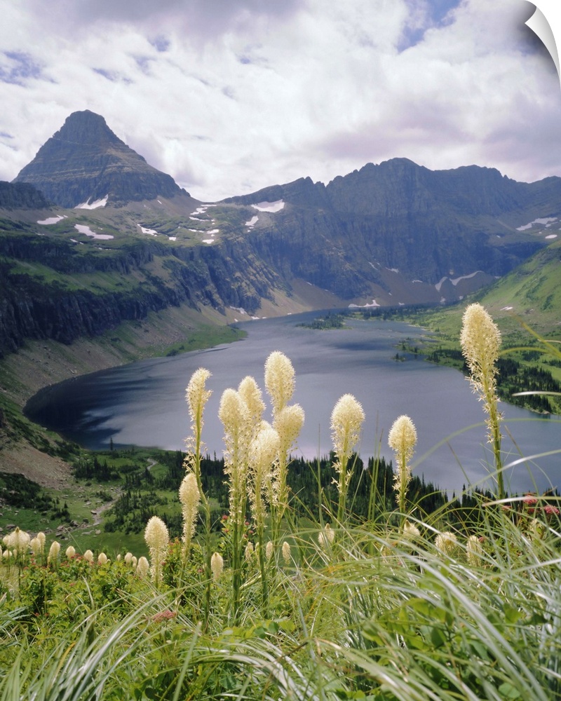 Beargrass, Hidden Lake and Mount Reynolds, Glacier National Park, Montana