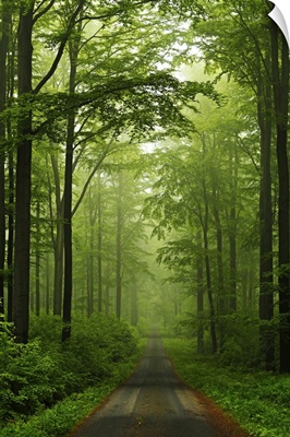 Beech forest, Erzgebirge, Saxony, Germany