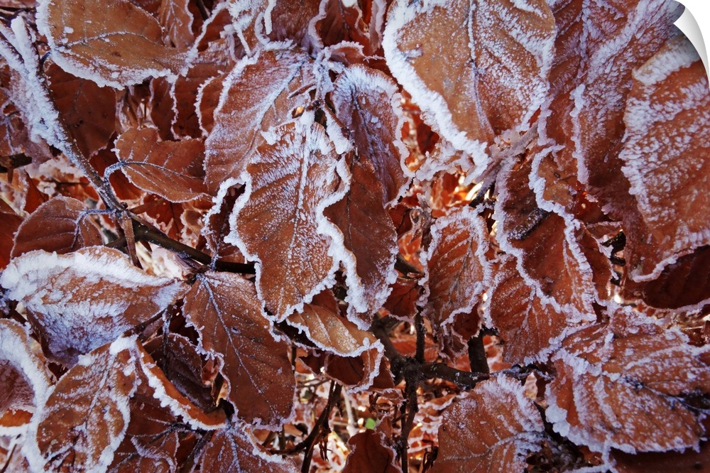 Beech leaves with hoar frost, Swabian Alb, Baden-Wurttemberg, Germany, Europe