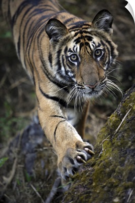 Bengal Tiger, Bandhavgarh Tiger Reserve, India