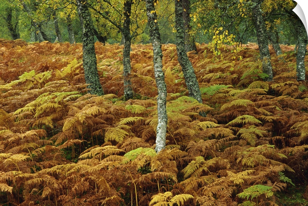 Birch trees and bracken in autumn, Glen Strathfarrar, Scotland