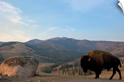 Bison and Mount Washburn in early morning light, Yellowstone National Park, Wyoming