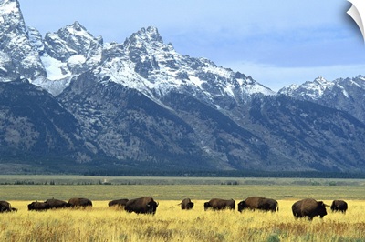Bison and the Teton Range, Grand Teton National Park, Wyoming, USA