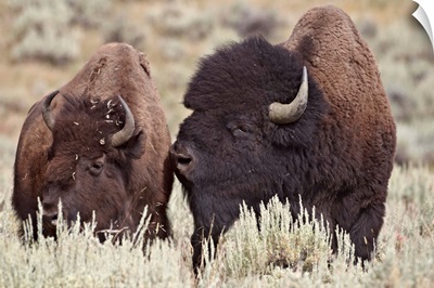 Bison bull and cow, Yellowstone National Park, Wyoming