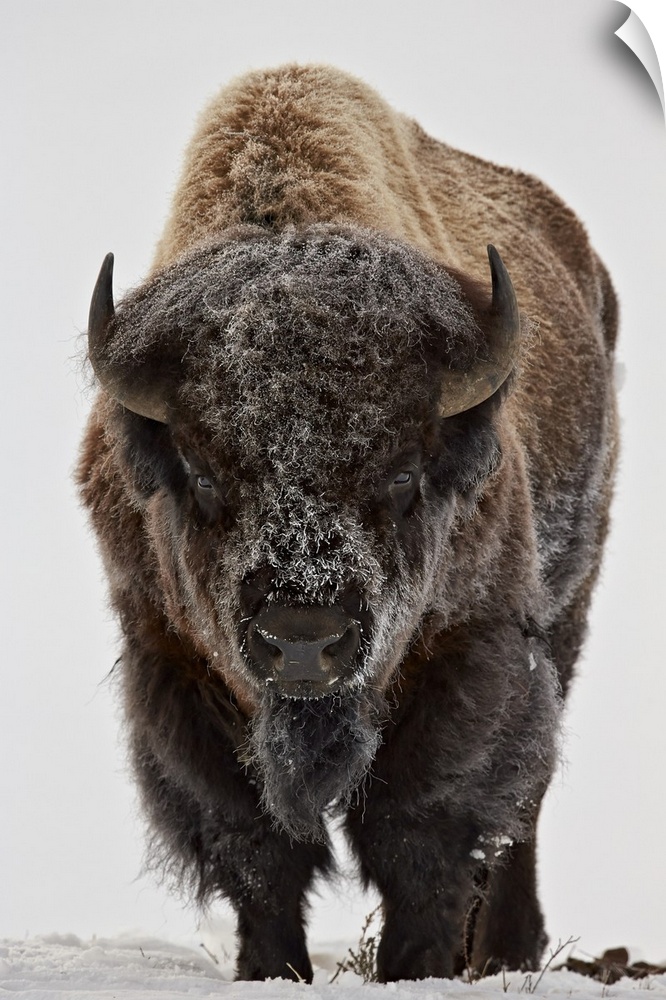 Bison (Bison bison) bull covered with frost in the winter, Yellowstone National Park, Wyoming, United States of America, N...
