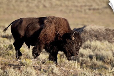 Bison bull, Yellowstone National Park, Wyoming